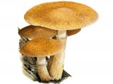 Gymnopilus junonius (Spectacular Rustgill) FU01