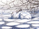 Mountain Hare (Lepus timidus) M001