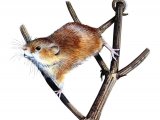 Harvest Mouse (Micromys minutus) M002