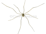 Harvestman (Leiobunum rotundum) SP0041