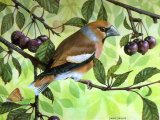 Hawfinch (Coccothraustes coccothraustes) BD0335