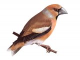 Hawfinch (Coccothraustes coccothraustes) BD0336