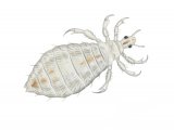 Head Louse (Pediculus humanus) IN001