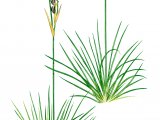 Heath Rush (Juncus squarrosus) BT0238