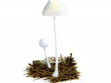 Hemimycena lactea (MIlky Bonnet) FU002