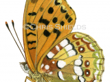 High Brown Fritillary (Fabriciana adippe) L0073