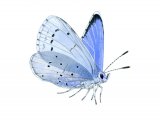 Holly Blue (male) Celastrina argiolus IN004