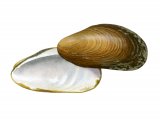 Horse Mussel (Modiolus modiolus) OS001