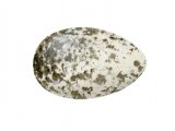 House Sparrow egg (Passer domesticus) BD0204