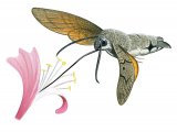 Hummingbird Hawkmoth (Macroglossum stellatarum) IN002