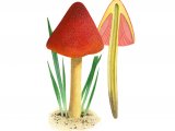 Hygrocybe conicoides (Dune Waxcap) FU015