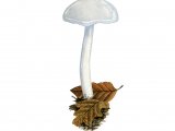 Hygrophorus eburneus (Ivory Woodwax) FU013