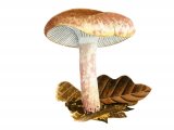 Hygrophorus erubescens (Blotched Woodwax) FU005