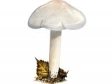 Hygrophorus hedrychii FU011