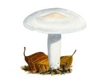 Hygrophorus penarius (Matt Woodwax) FU018