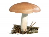 Hygrophorus pudorinus FU017