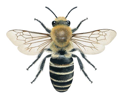 IH134 Heather Mining  bee (Andrena fuscipes)