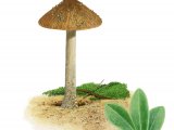 Inocybe dunensis FU47