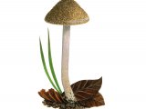 Inocybe griseolilacina (Lilac Leg Fibrecap) FU007