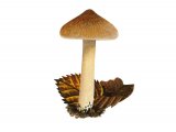 Inocybe langei FU23