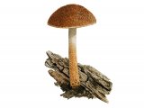 Inocybe leptophylla FU38