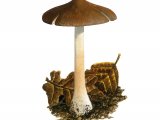 Inocybe napipes (Bulbous Fibrecap) FU018