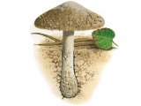 Inocybe serotina FU24