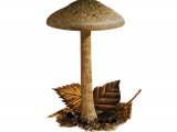 Inocybe stellatospora (Wooly Fibrecap) FU32