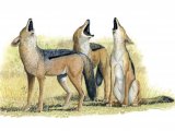 Jackal (Black-backed) Canis mesomelas M001