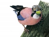 Jay (Garrulus glandarius) BD0348