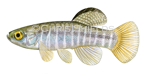 Killifish (Aphanius fasciatus) F258