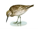 Knot (Calidris canutus) BD0360