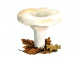 Lactarius bertillanii FU004