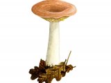 Lactarius chrysorrheus (Yellowdrop Milkcap) FU005