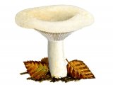 Lactarius resimus (Rollrim Milkcap) FU014