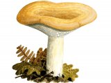 Lactarius zonarius FU020