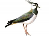 Lapwing (Vanellus vanellus) BD0362