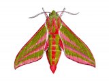 Large Elephant Hawkmoth (Deilephila elpenor) IN002