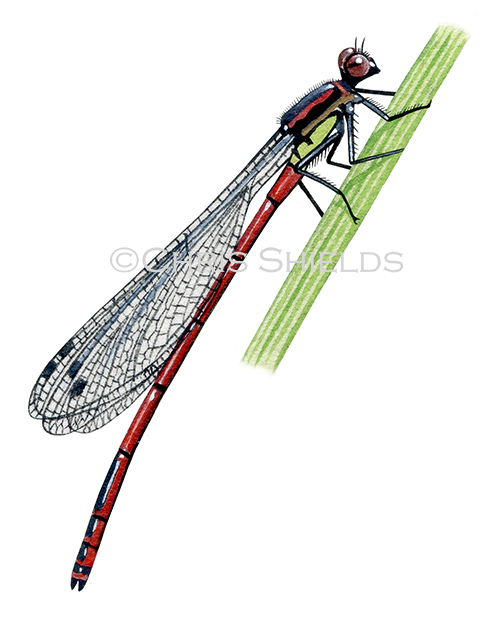 Large Red Damselfly  (Pyrrhosoma nymphula) IN001