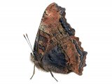 Large Tortoiseshell (Nymphalis polychloros) IN002