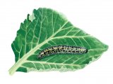 Large White Caterpillar Pieris brassicae) IN002