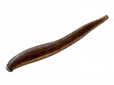 Leech (Erobdella testacea) OS010