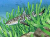 Leopard Shark (Triakis semifasciata) F001