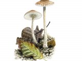 Lepiota echinella var. echinella FU014