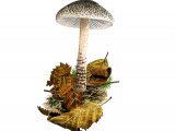 Lepiota obscura FU007