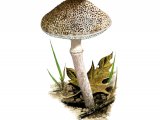 Lepiota pseudolilacea FU030