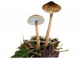 Lepiota tomentella FU008