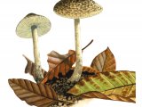 Lepiota xanthophylla FU016