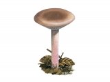 Lepista nuda (Wood Blewit) FU006