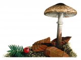 Leucoagaricus badhami FU006